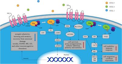 Targeting C–C Chemokine Receptor 5: Key to Opening the Neurorehabilitation Window After Ischemic Stroke